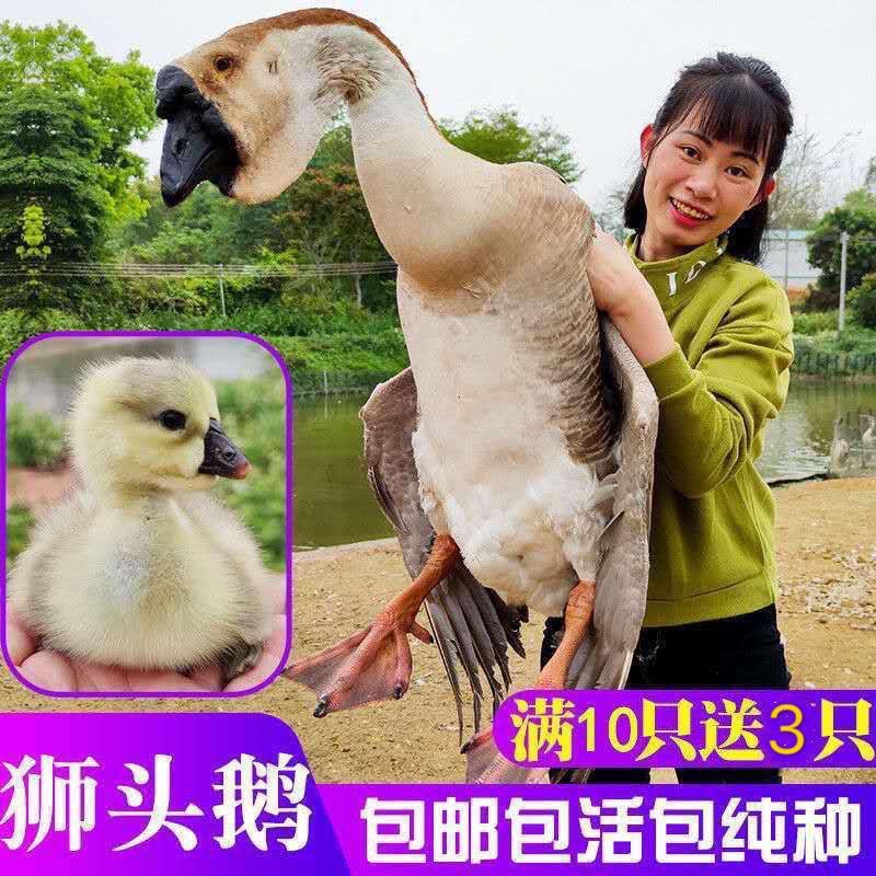 狮头鹅苗 小鹅活体苗纯种狮头鹅宠物活体特大种大型纯种正宗狮子头鹅朗德鹅