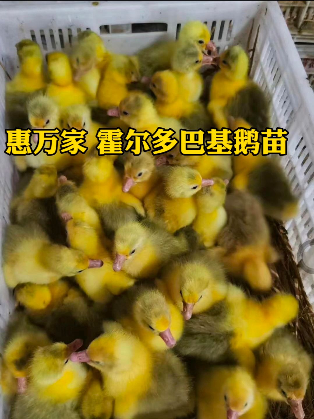 快长速白鹅苗 霍尔多巴基鹅苗 霍尔多巴吉鹅苗  包出壳疫苗