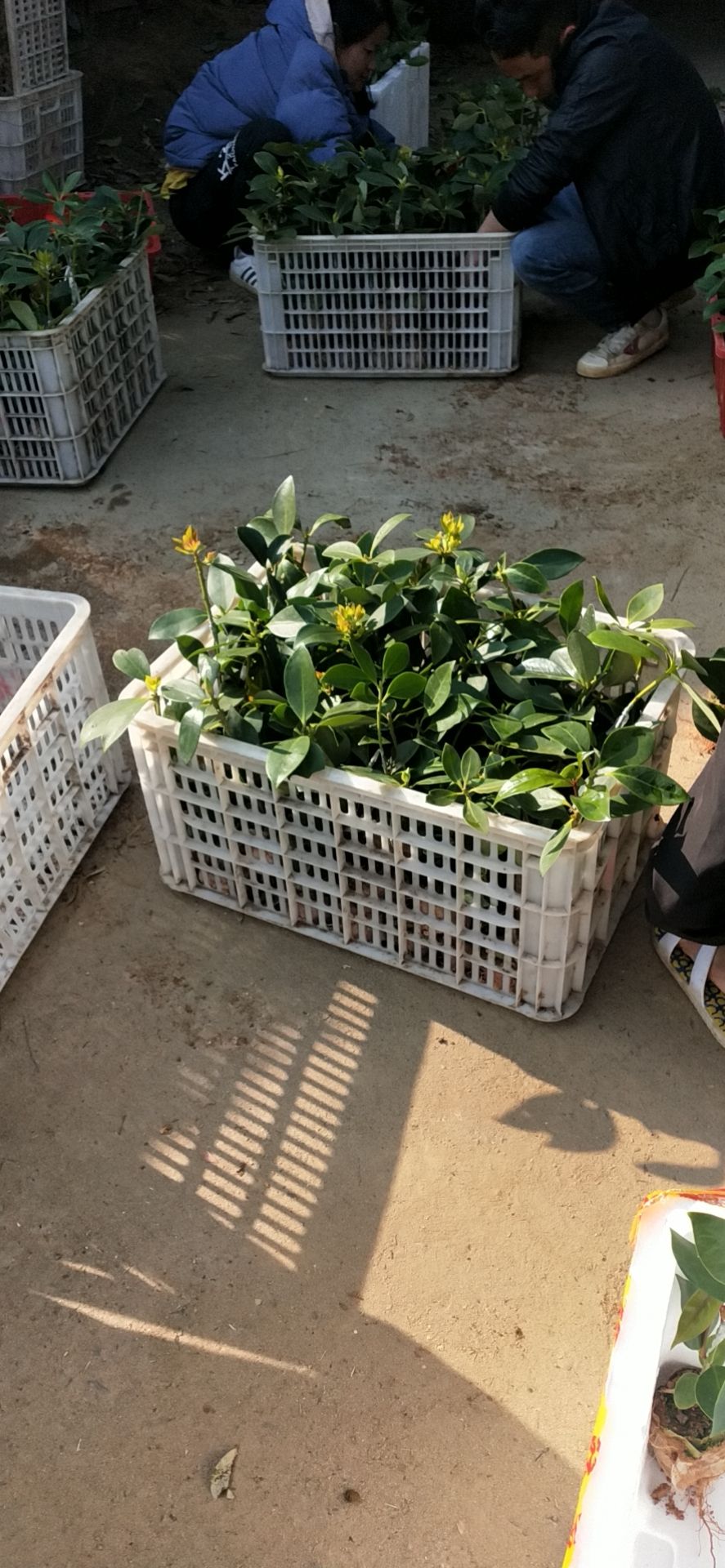 八角树  广西古龙高产矮化大红八角优良嫁接杯苗