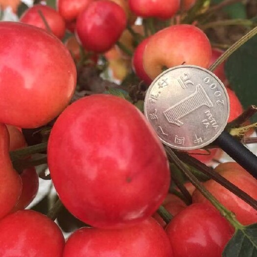 瓦房店市美早樱桃 大连自产自销美早大樱桃
