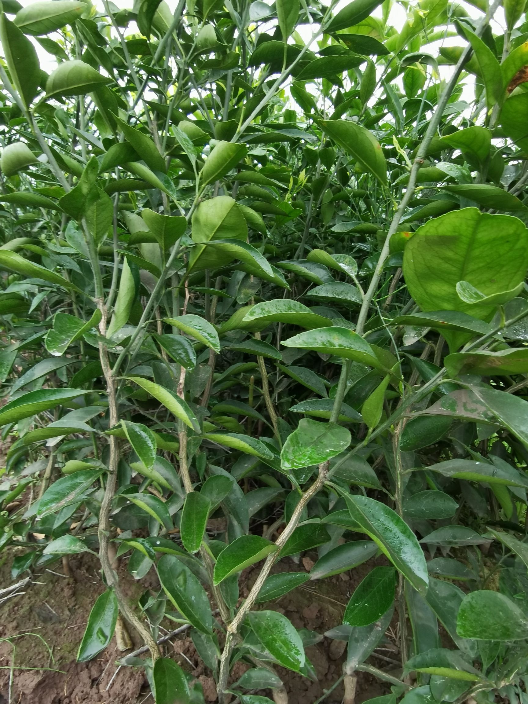 由良柑桔苗  由良蜜橘苗