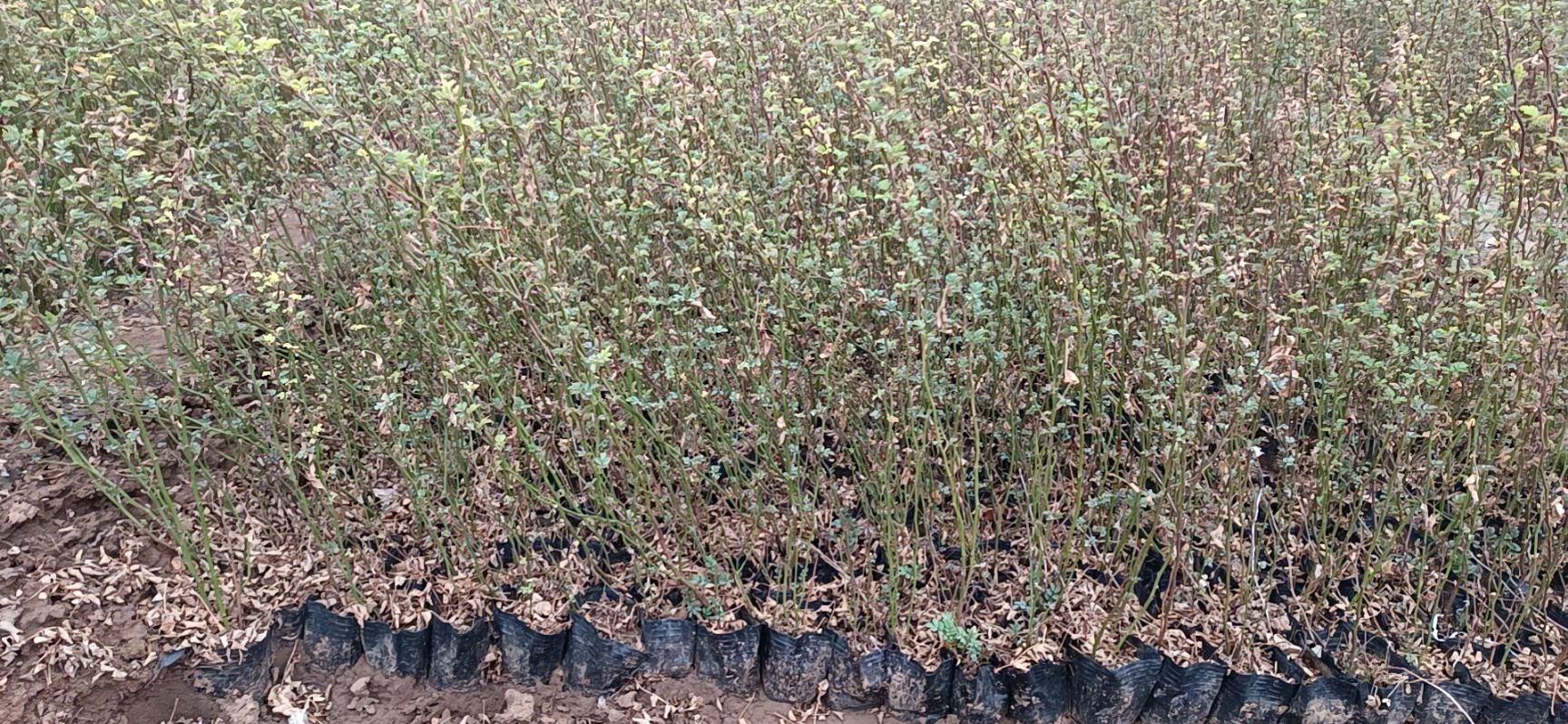 营养钵/营养杯 营养杯苗蔷薇