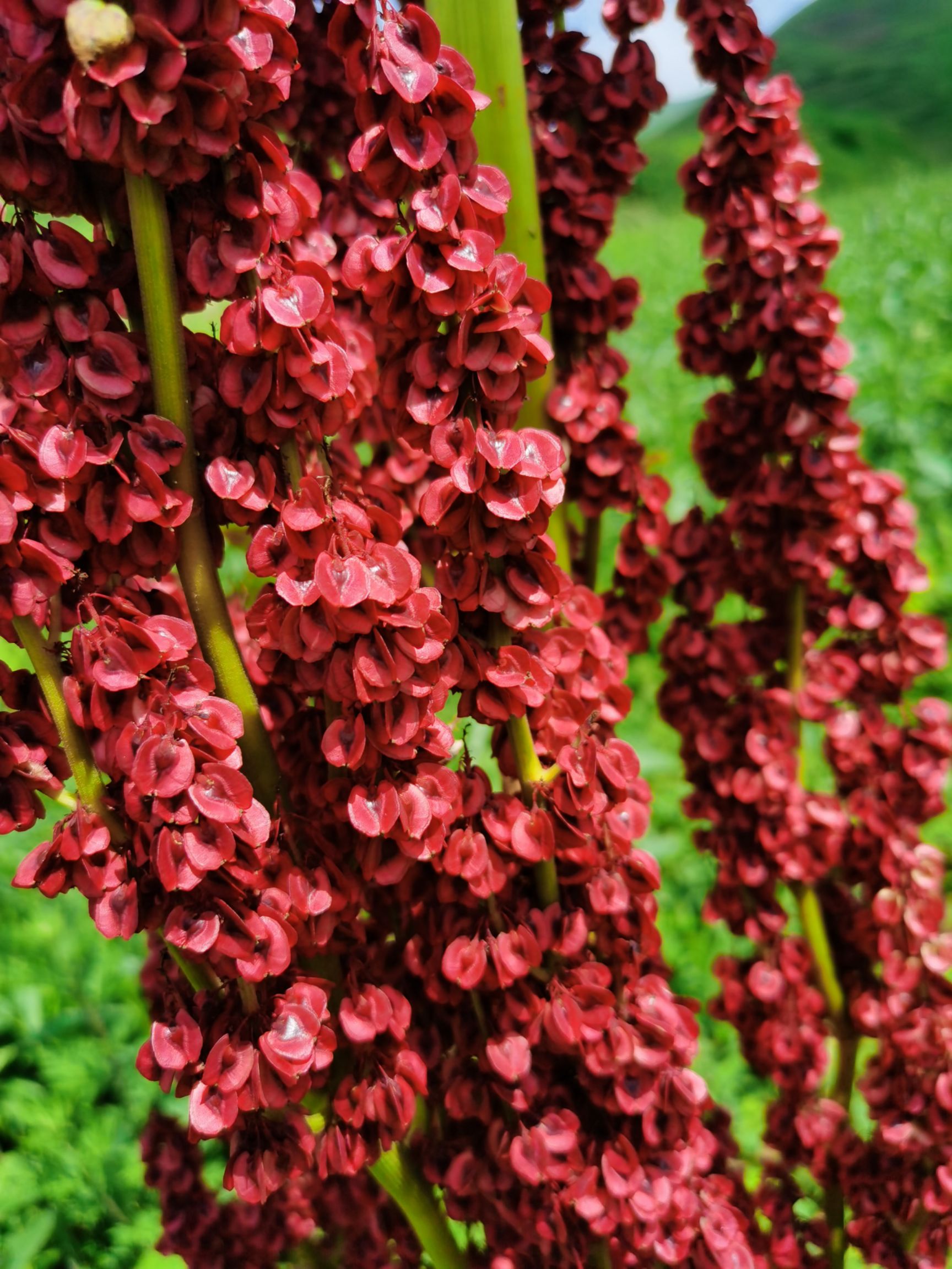 大黄种子  甘肃道地中药材马蹄大黄大黄苗