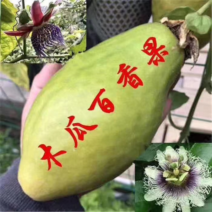 黄金百香果苗  木瓜百香果嫁接苗带营养杯发货
