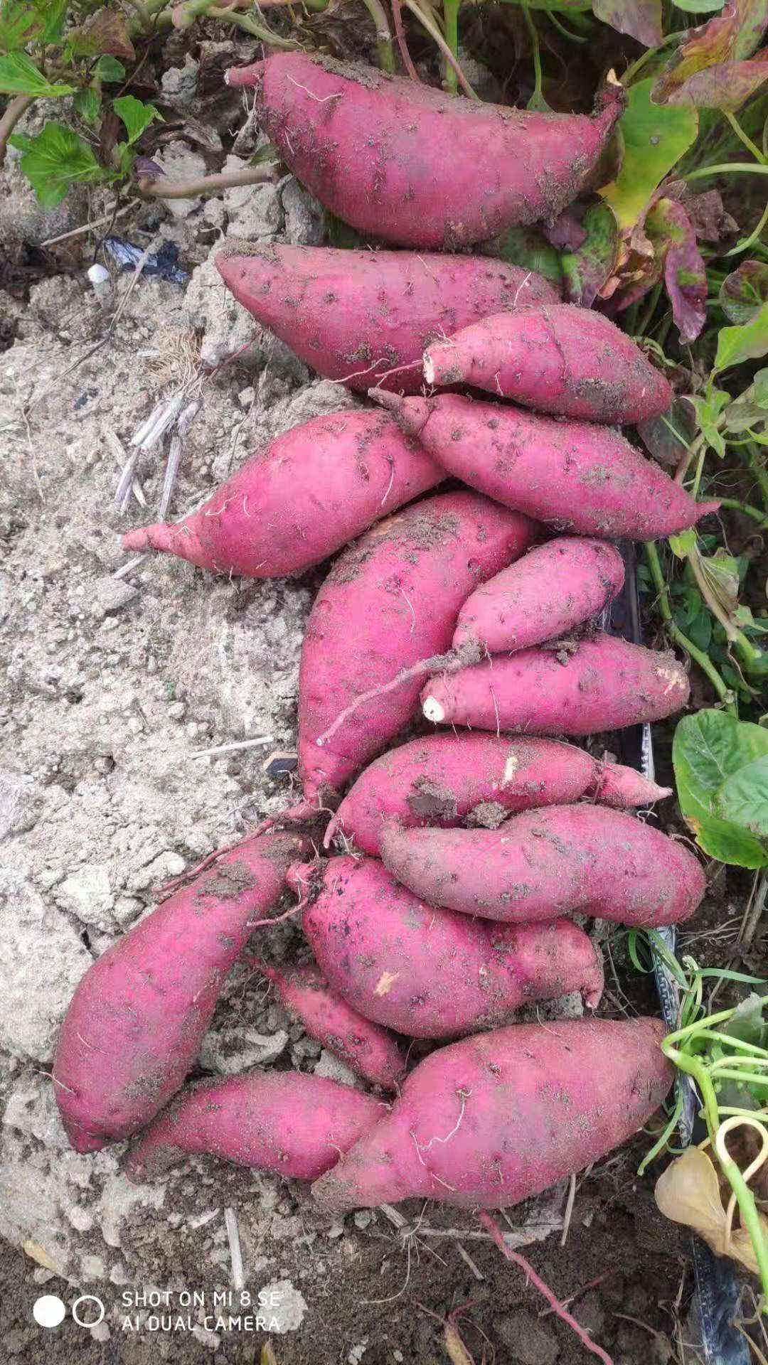 广东 西瓜红加工薯，三两起步，个头大，品质好，成品率高，需要