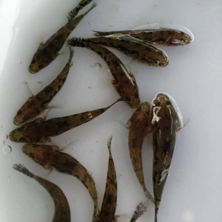 鳊鱼苗  优质边鱼苗 武昌鱼苗  三角鲂