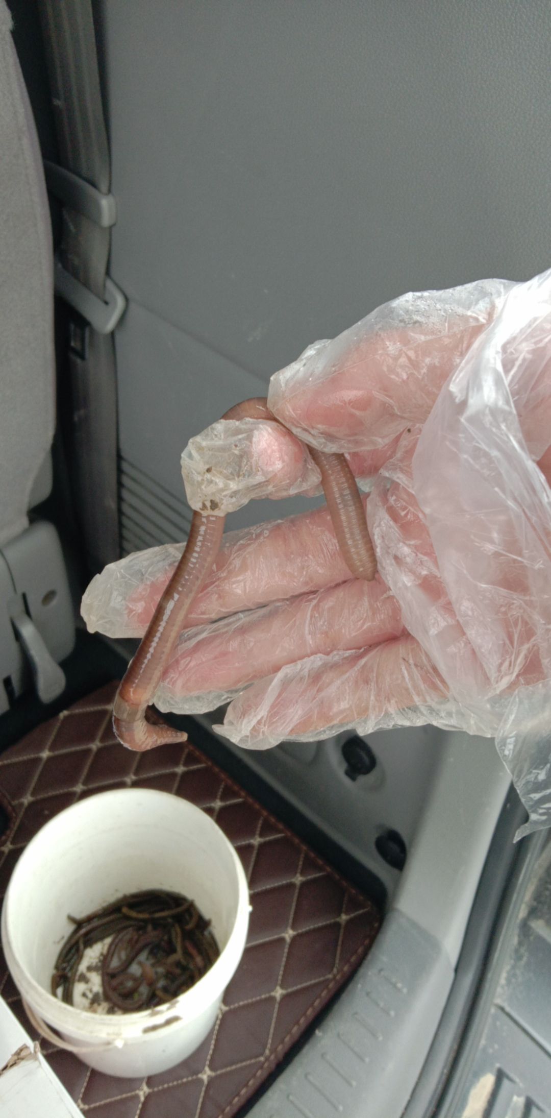 土地龙 地龙干全开货