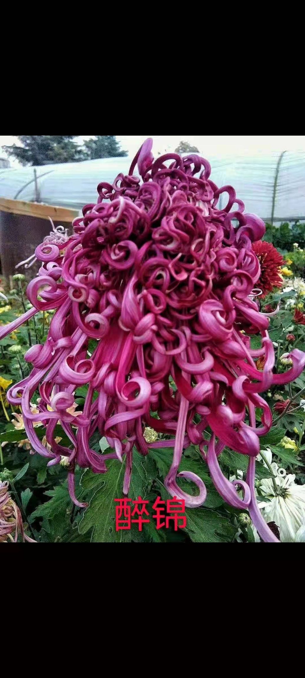 国庆菊 