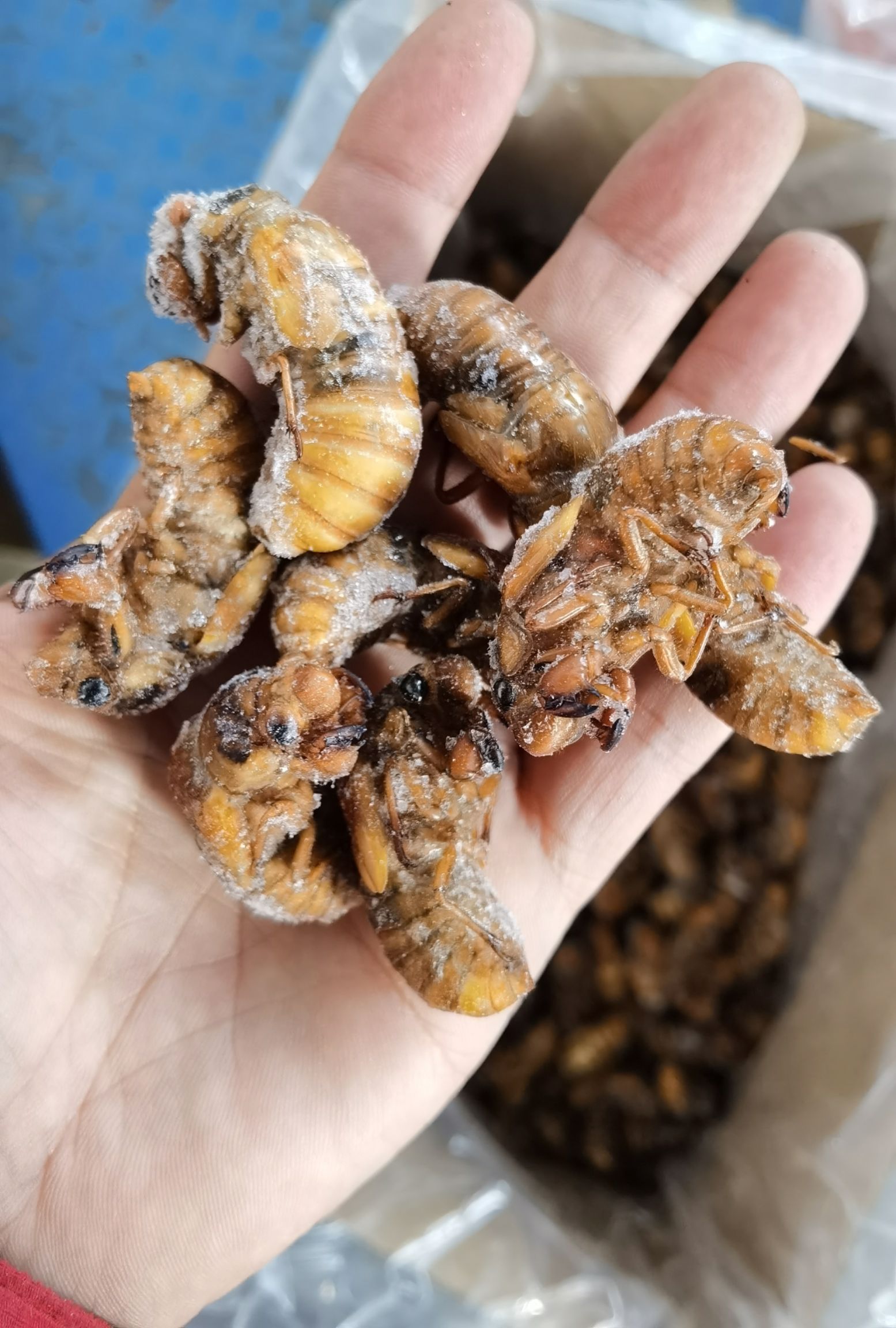 蝉蛹  黄金蝉，熟冻，质量好