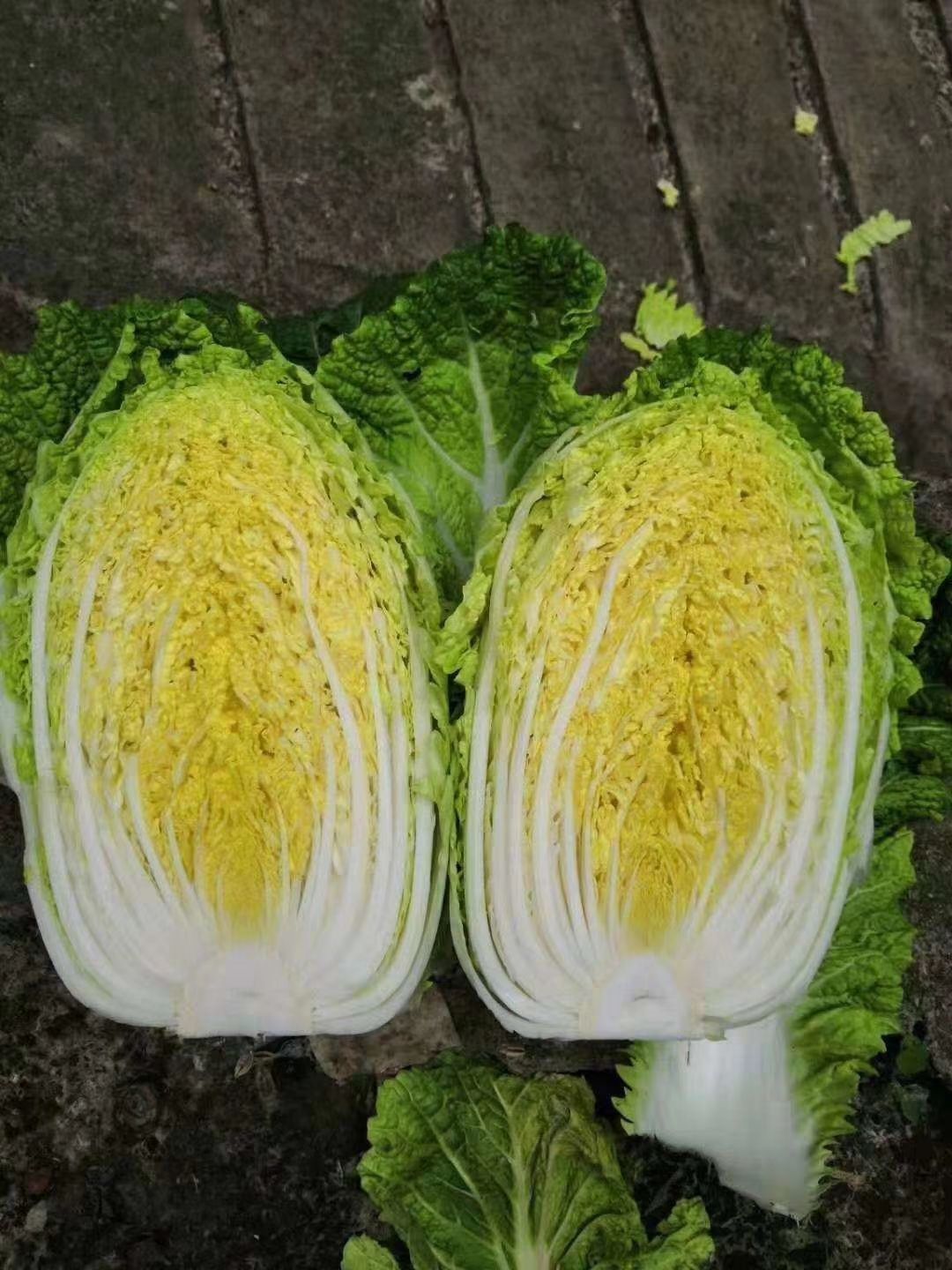 无公害绿色黄心大白菜