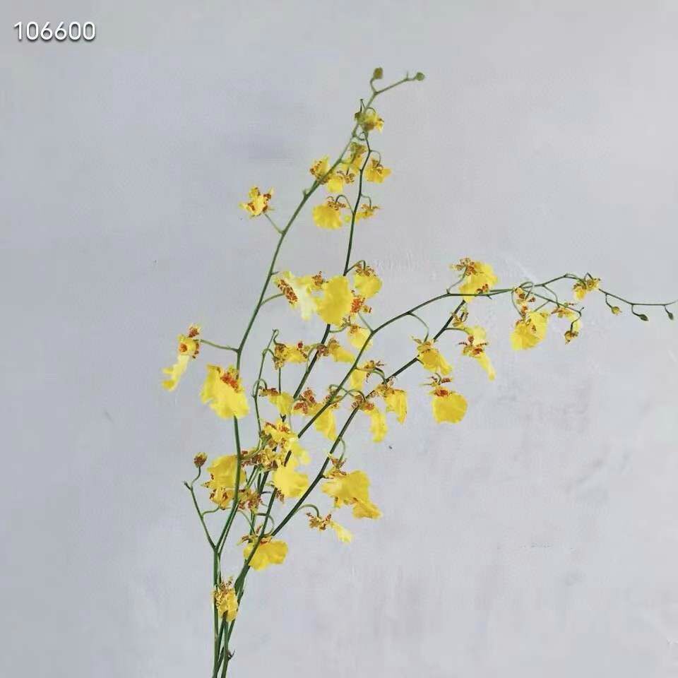 昆明兰花切花  文心兰跳舞兰鲜切花1扎10枝一件代发包邮支持社区团购基地直发