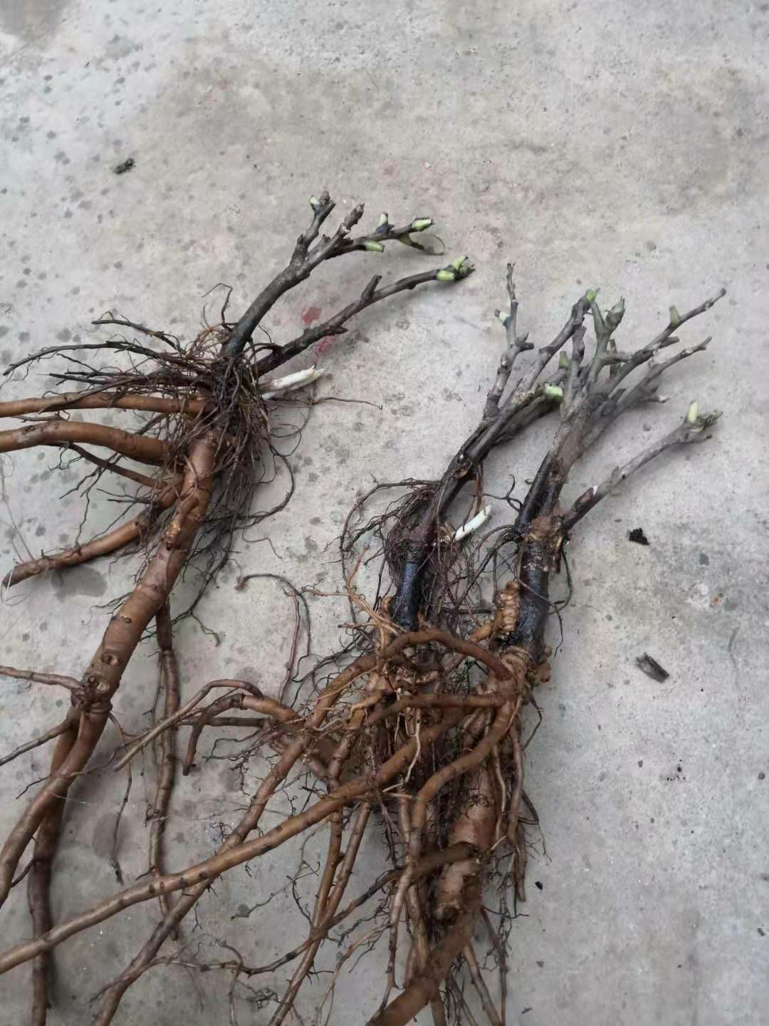 观赏牡丹  精品嫁接苗分株苗，菏泽基地直销，现要现挖，重瓣花