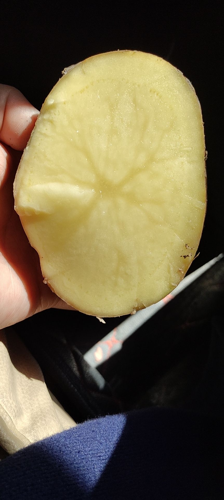  牡丹江尤金885土豆，是市场上非常认可的品种，黄皮黄心薯型好