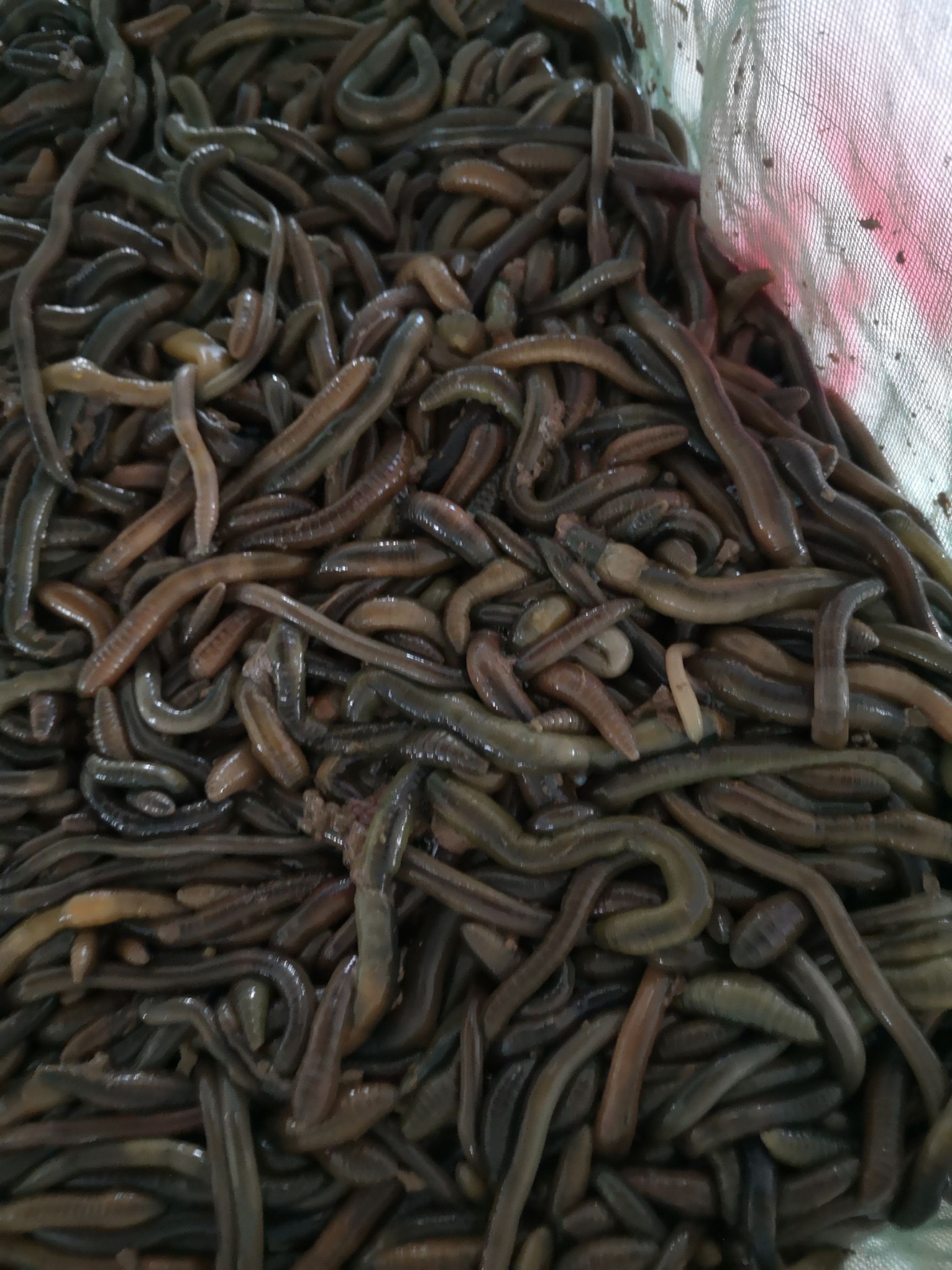 威廉环毛蚓  干冻蚯蚓，鲜活蚯蚓，蚯蚓粉干。