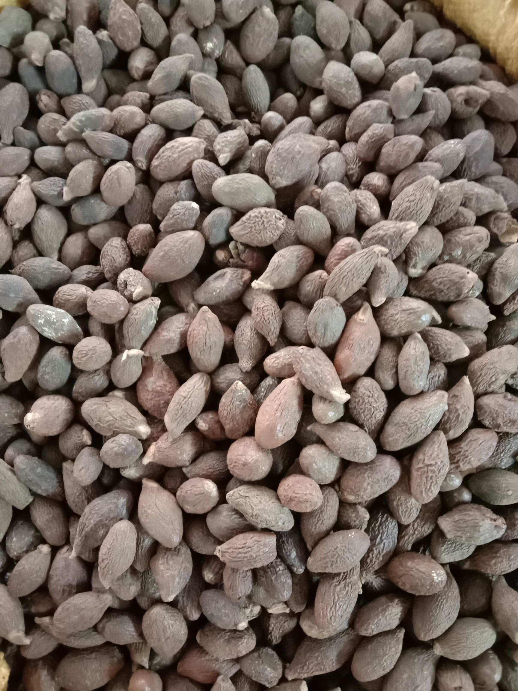 大海子  胖大海