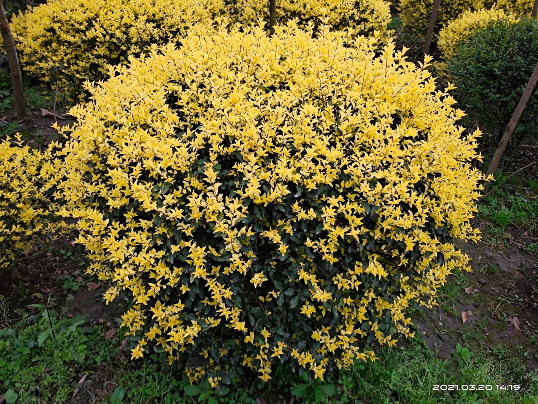  出售金禾女贞球，80－120cm都有