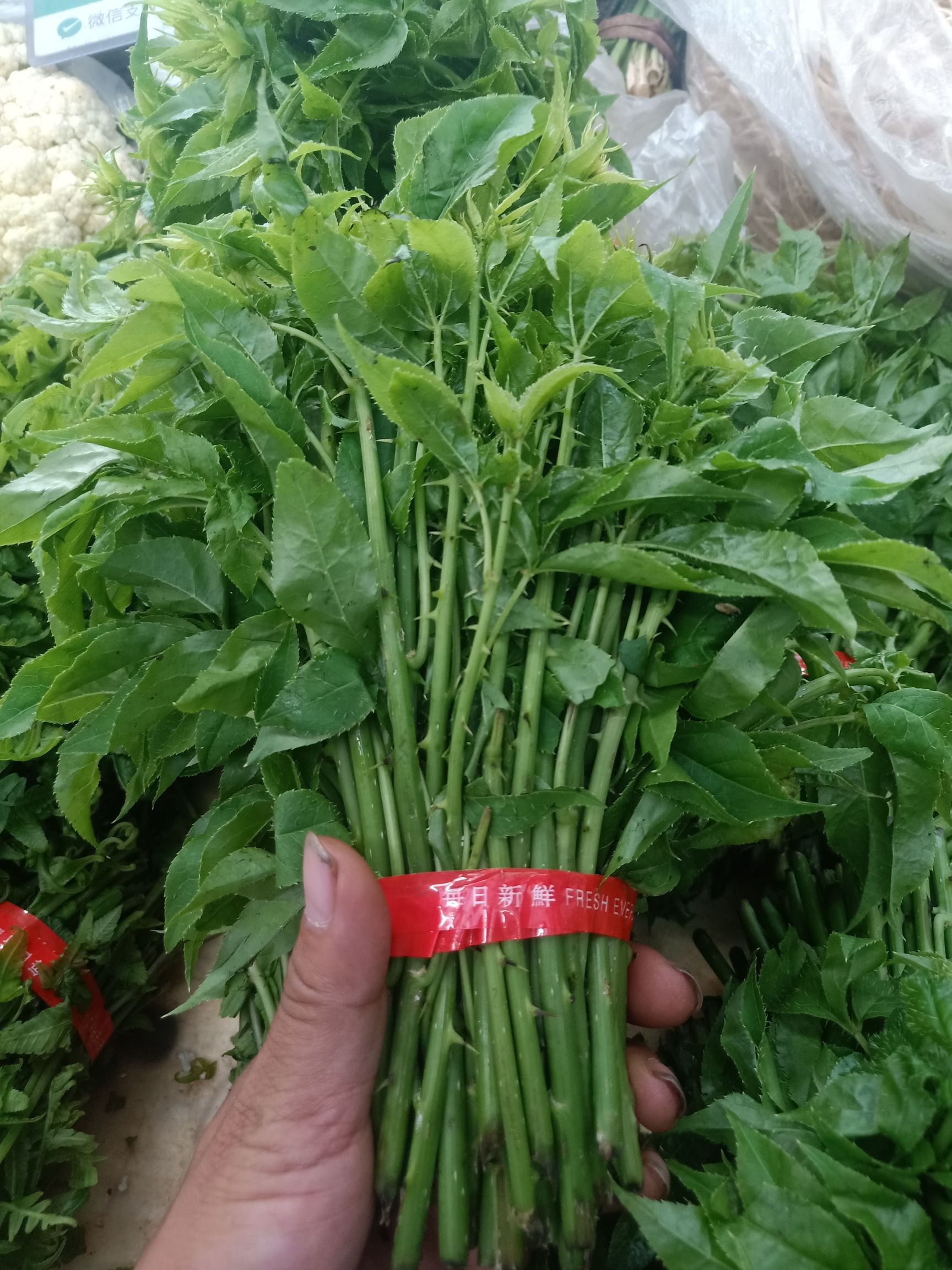 刺五加菜  云南普洱_药食同源_煮吃凉拌也可炒吃