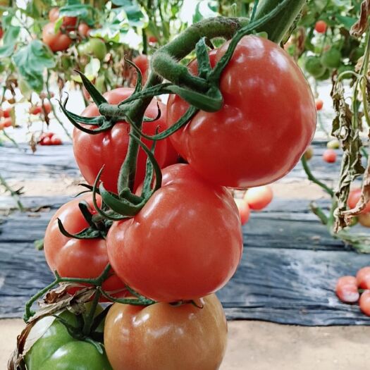 海阳市 产地海阳西红柿番茄现摘现发大棚种植