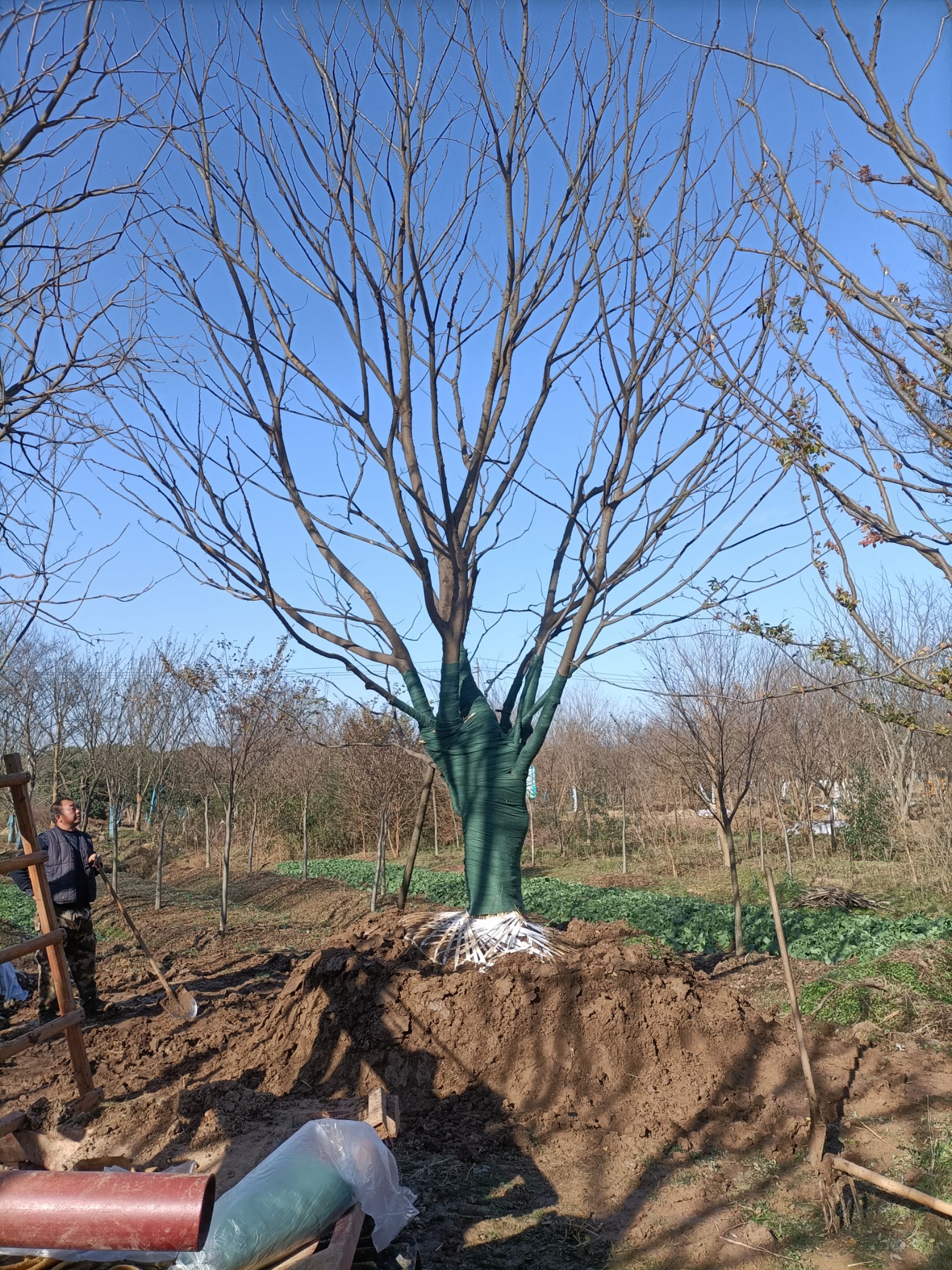 滇朴 单杆朴树，14-45公分