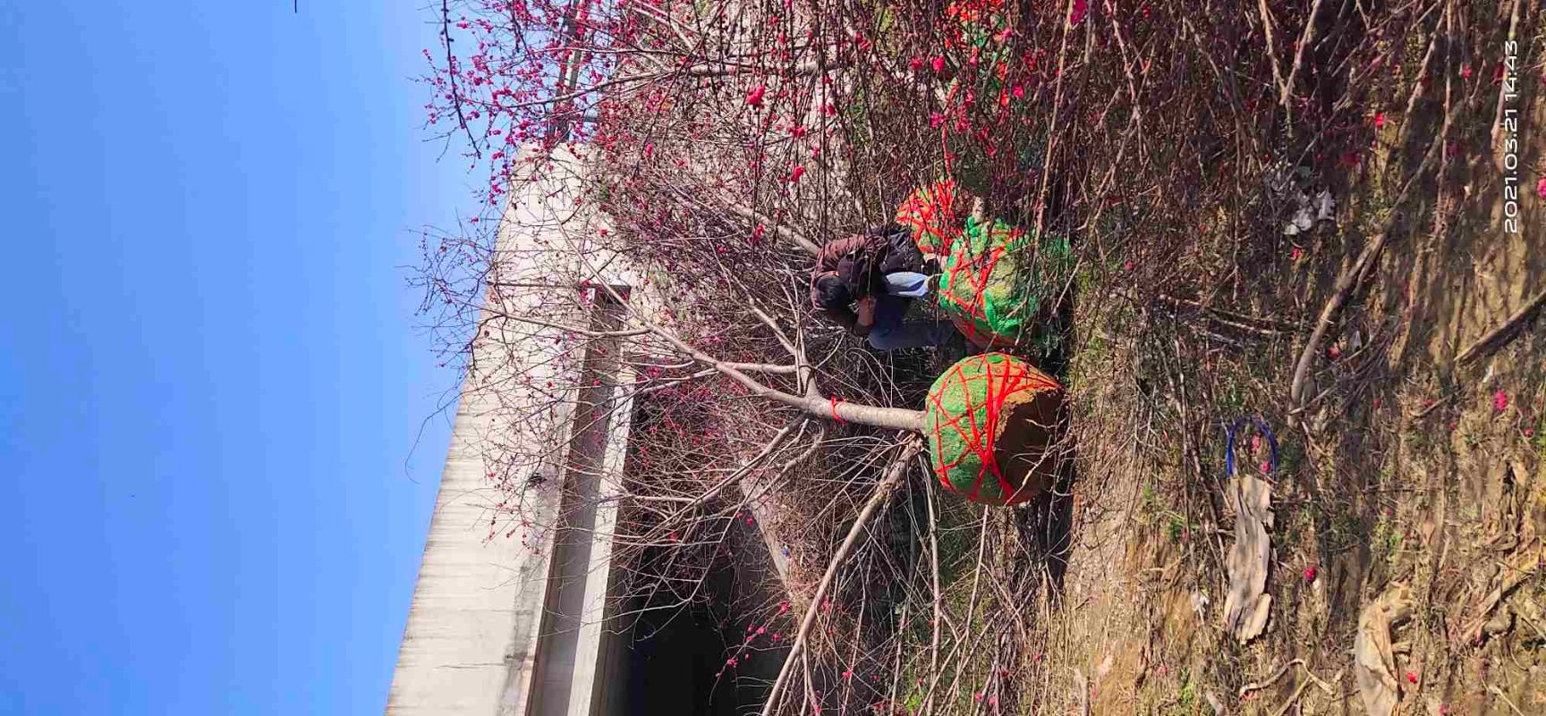  12－15公分红叶碧桃，分支1.5－1.8米