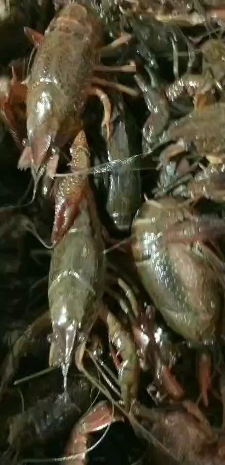 潜江小龙虾肉质饱满:一手货源:产地直发，价格随行就市。
