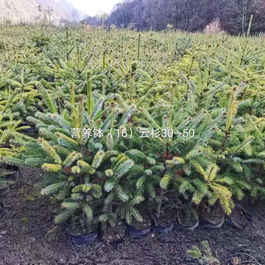 天水甘肃云杉 云杉