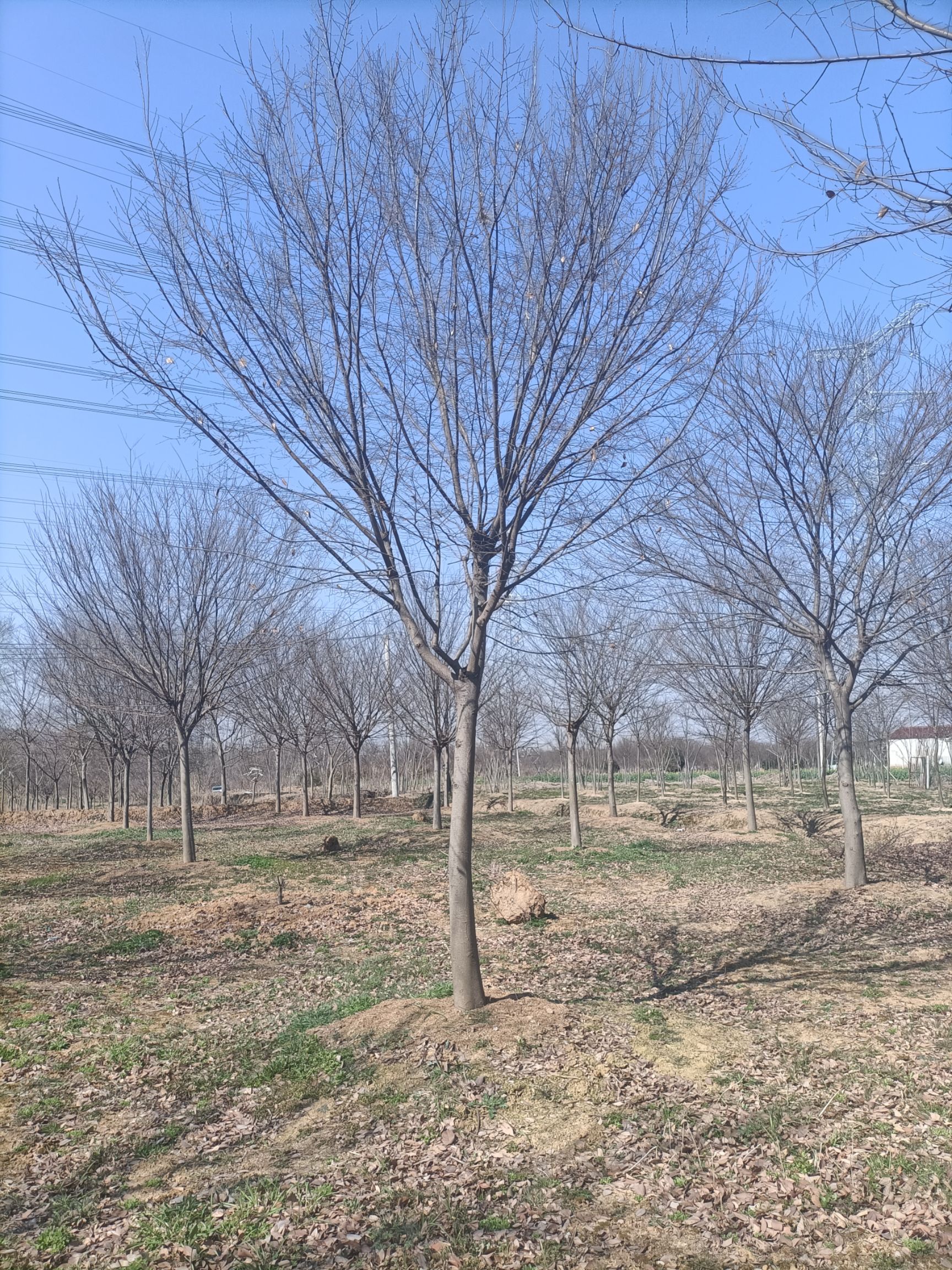 红榉 榉树15-40公分