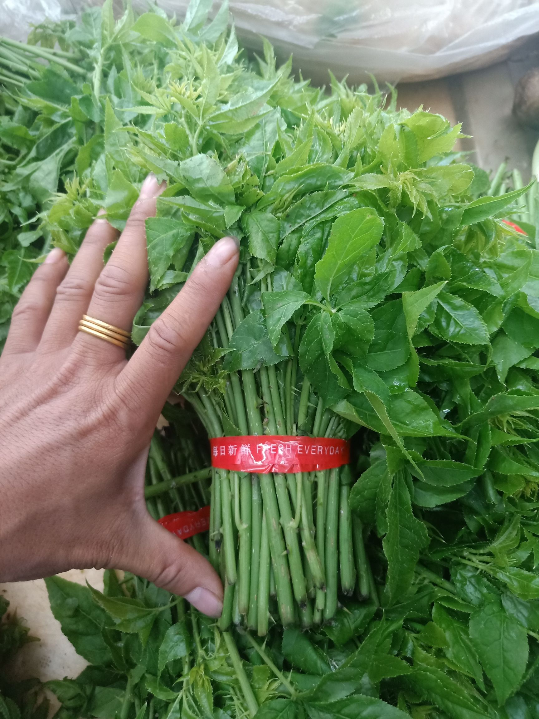 刺五加菜  云南普洱_药食同源_煮吃凉拌也可炒吃