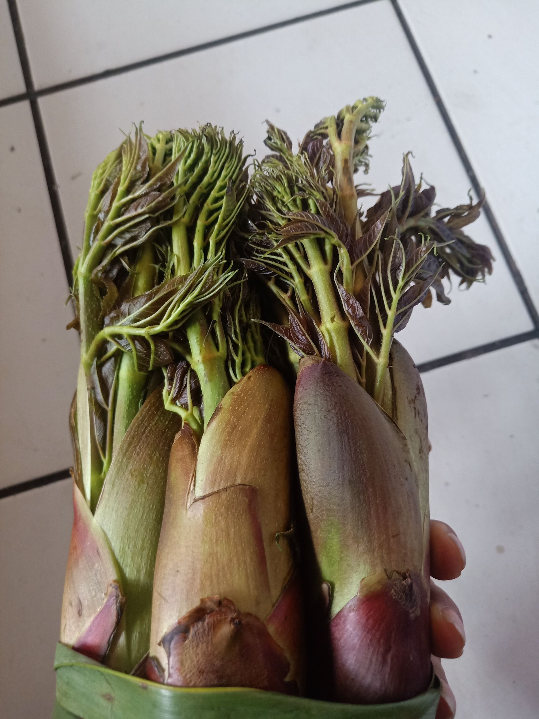 云南普洱刺老芽_红色刺嫩芽_刺包菜