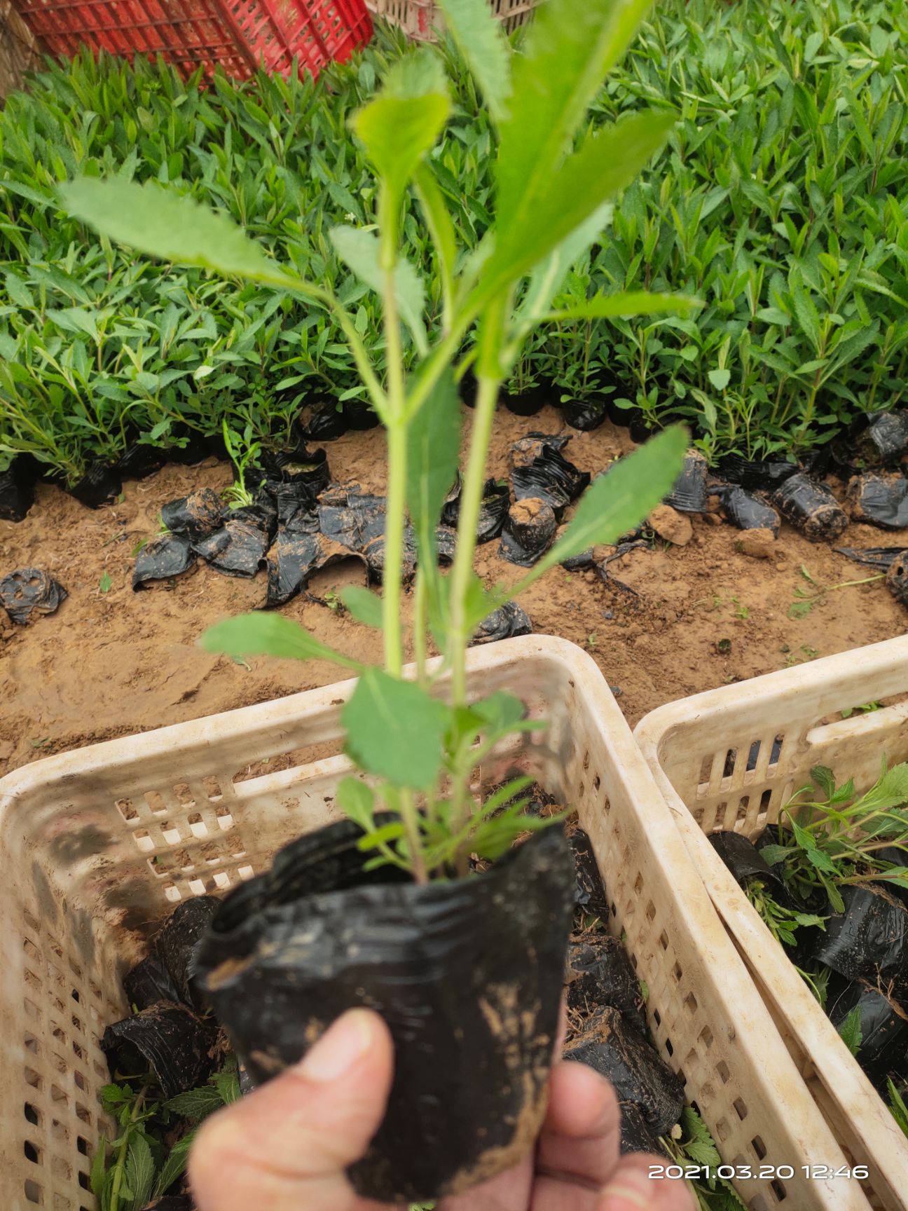 马鞭草种苗  花海用马鞭草 马鞭草花海设计 马鞭草花海 花期
