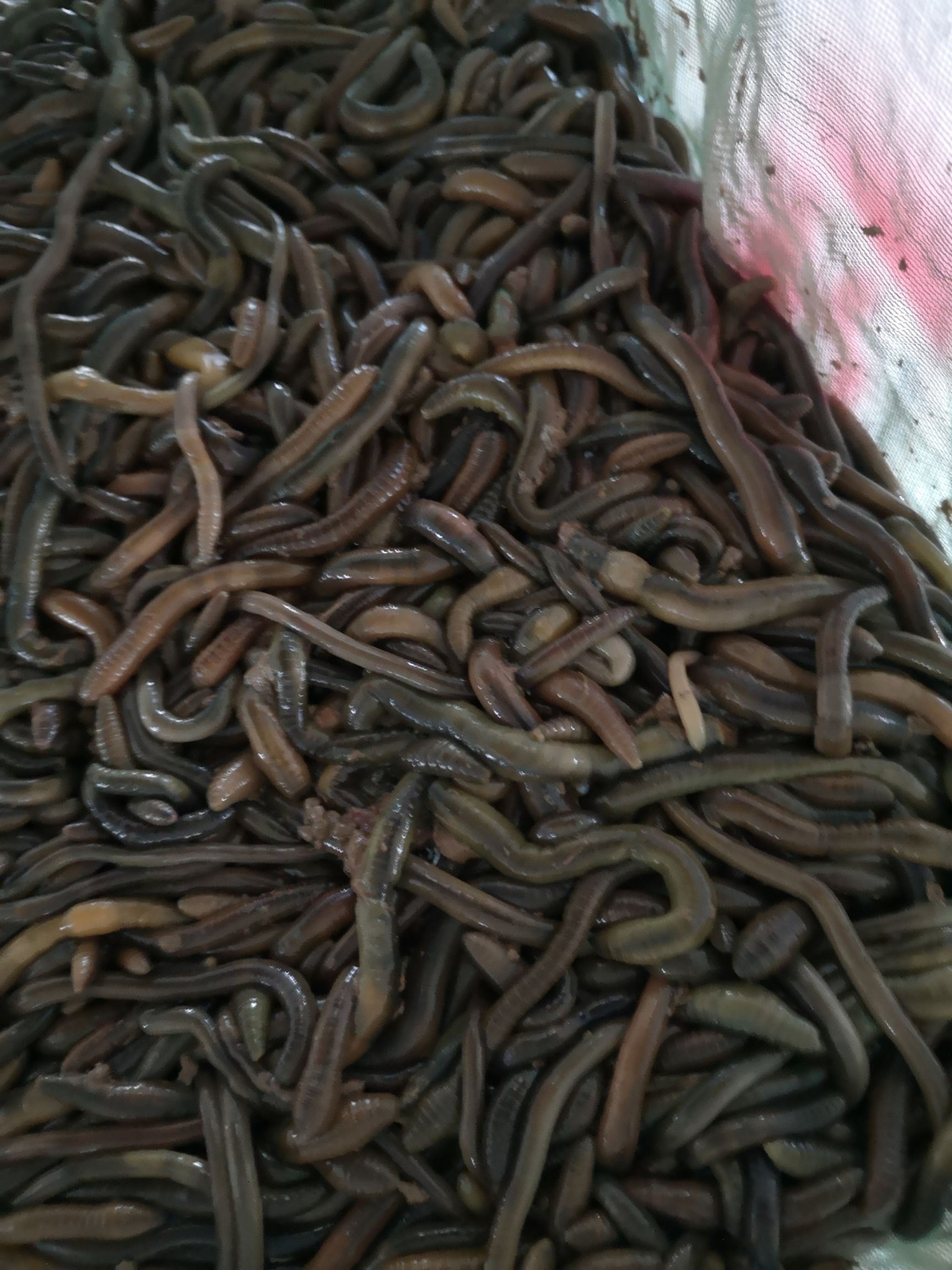 威廉环毛蚓  干冻蚯蚓，鲜活蚯蚓，蚯蚓粉干。