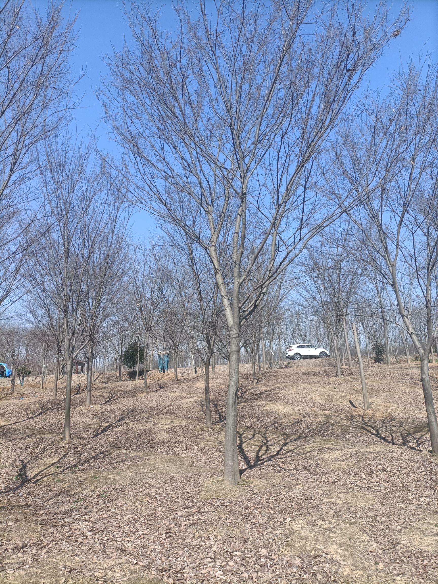 红榉 榉树15-40公分