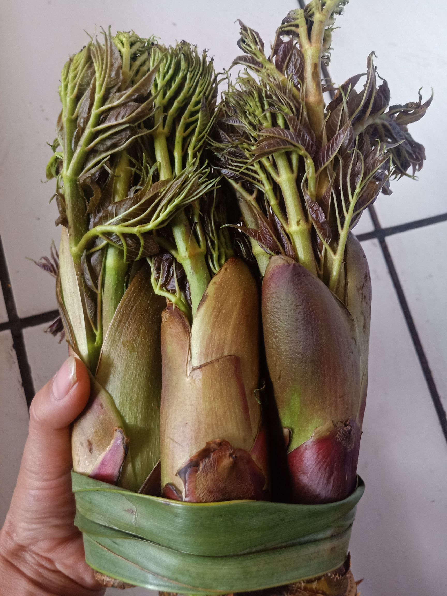 云南普洱刺老芽_红色刺嫩芽_刺包菜