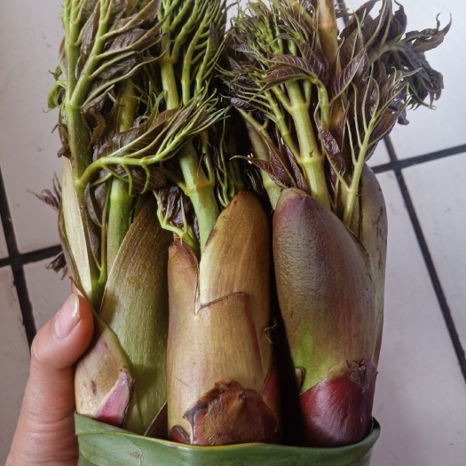 思茅云南普洱刺老芽_红色刺嫩芽_刺包菜
