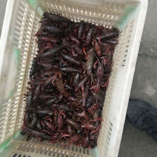 肥西县小龙虾 长年供应大龙虾