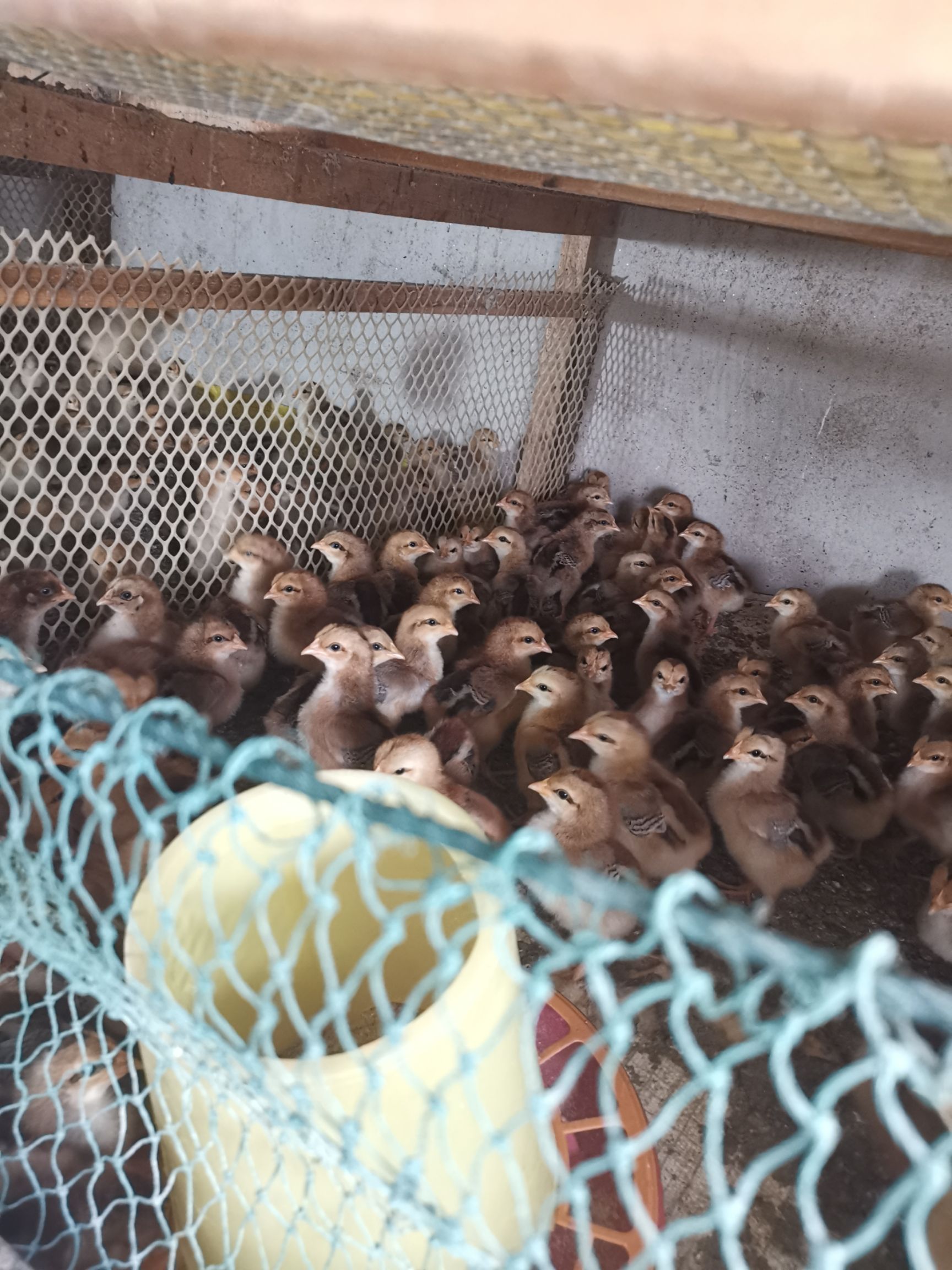 土鸡苗 脱温鸡苗价格美丽量大包送0.0