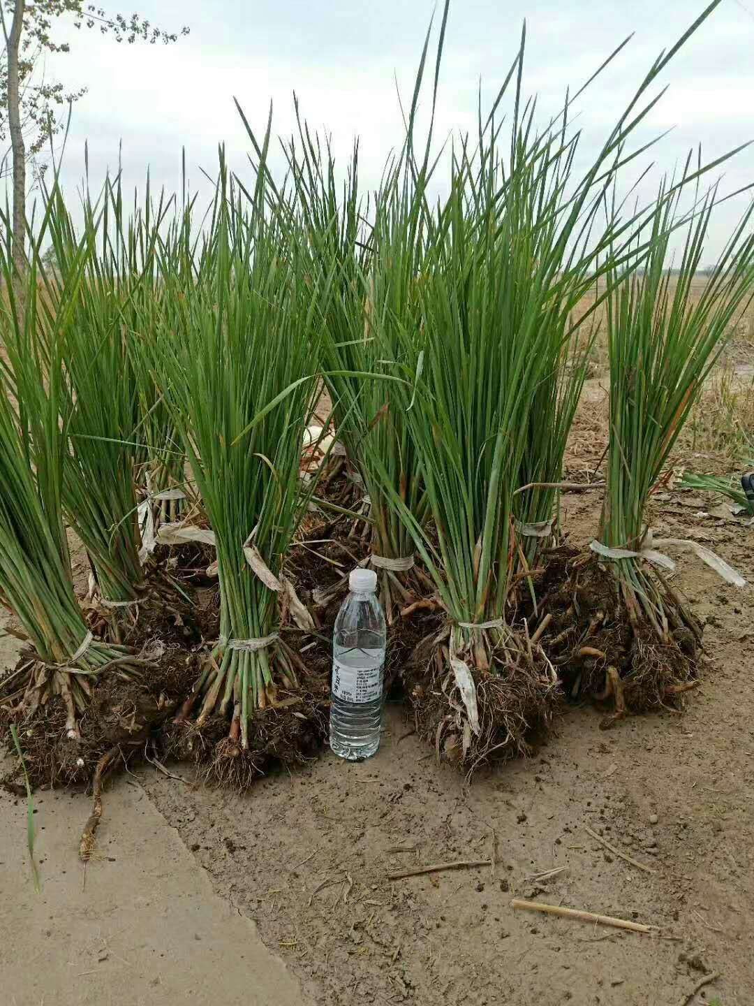 出售，荷花，睡莲，芦苇，千屈菜，人工浮岛，美人蕉，黄昌蒲……