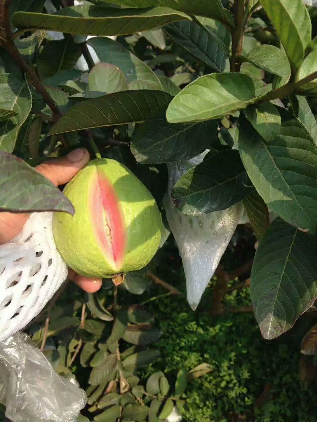 番石榴  红心芭乐【石榴】新鲜上架 全国包邮【偏远地区除外】