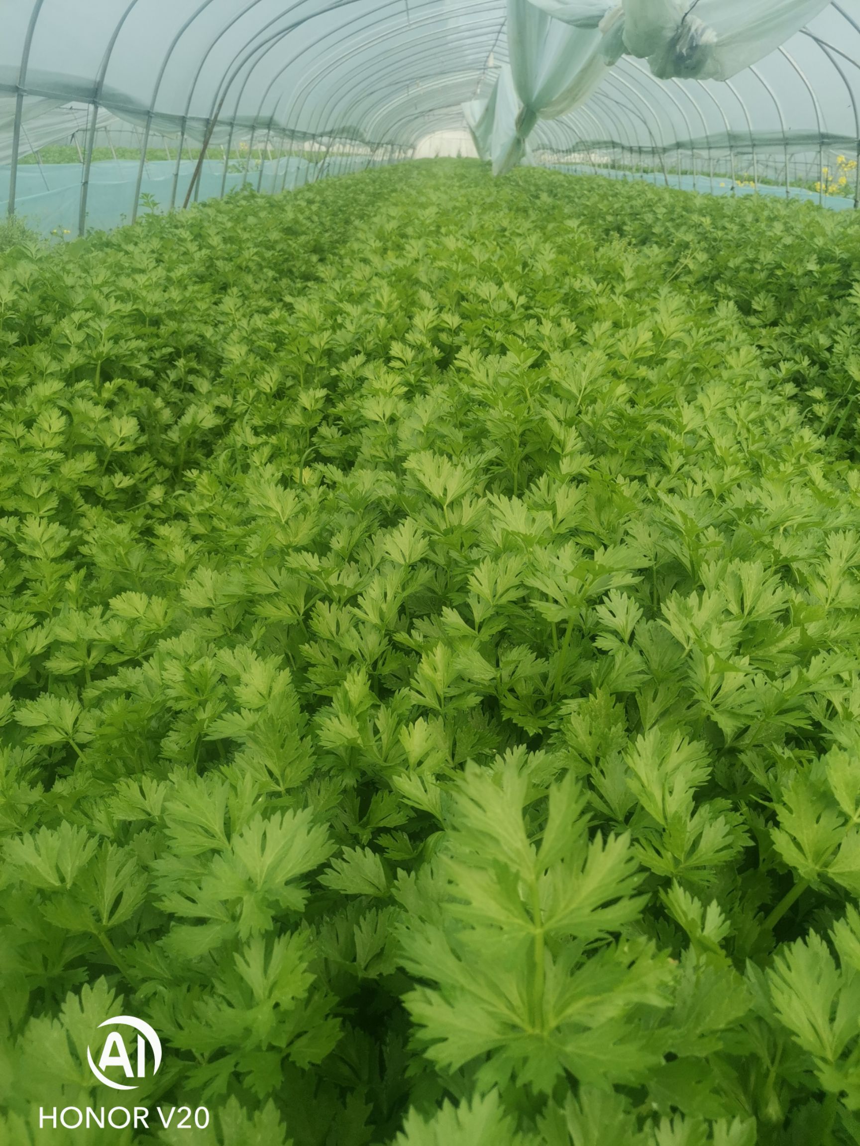 毛芹  新地头茬芹菜，茼蒿