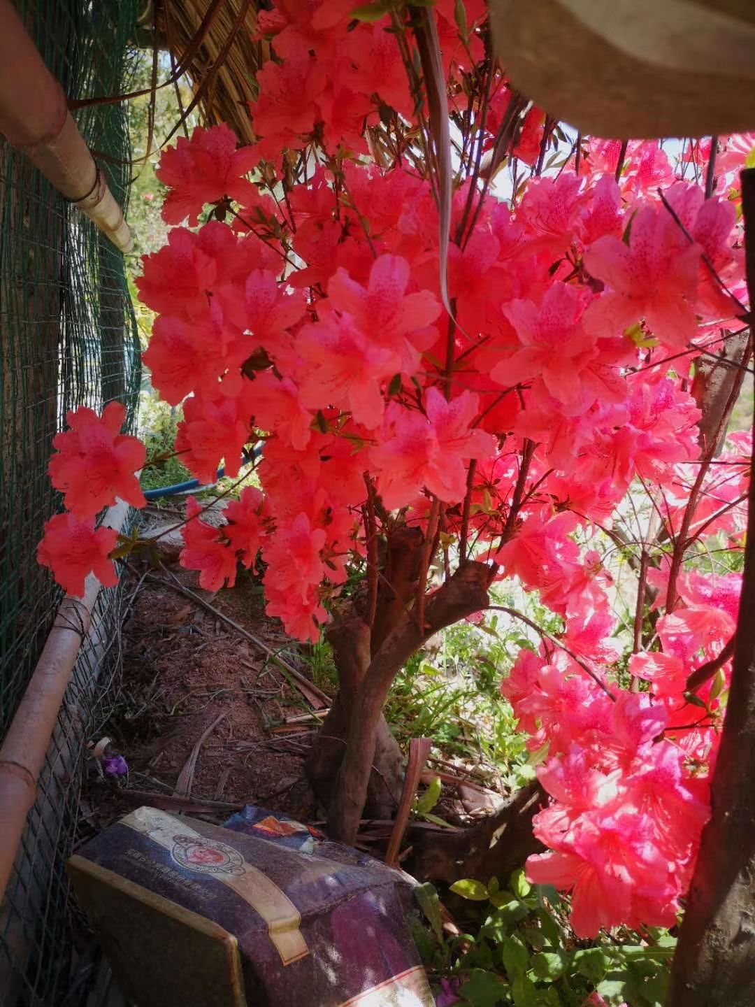 高山杜鹃 国旗红映山红、秀雅映山红、粉红映山红、黄花映山红等大小苗