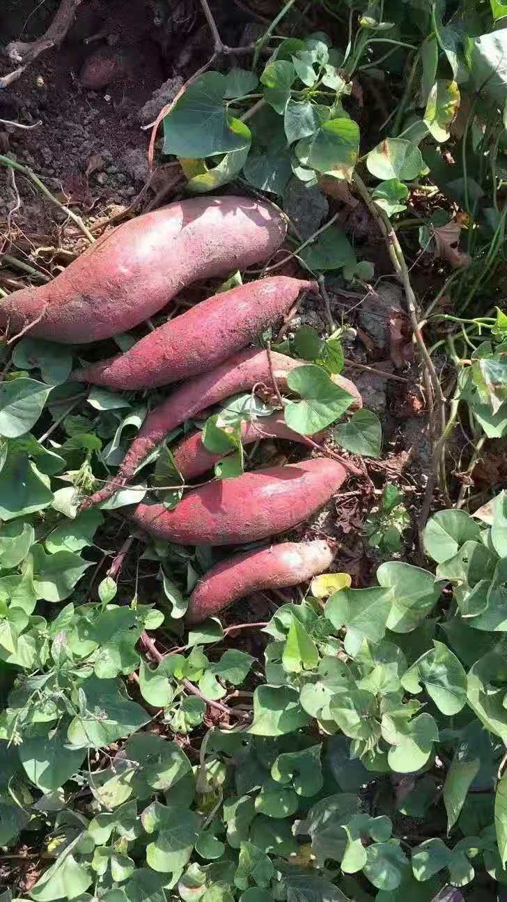 广东 西瓜红加工薯，三两起步，个头大，品质好，成品率高，需要