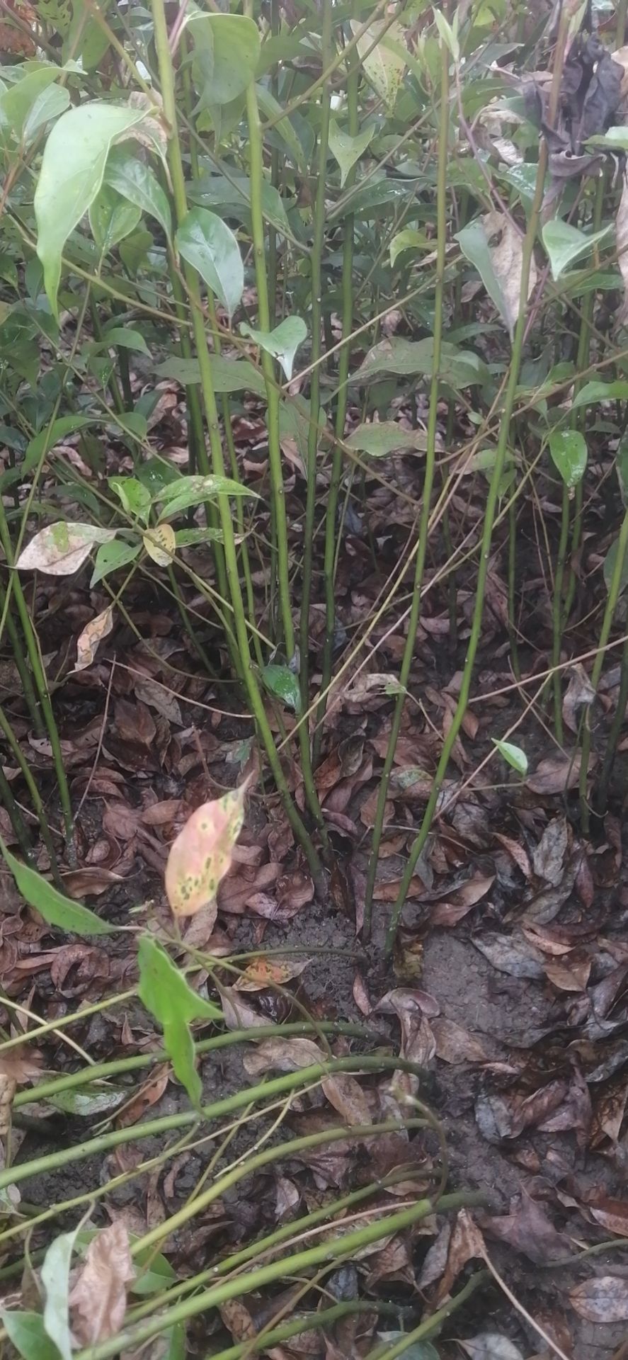 香樟产地批发诚信经营全国发货自产自销苗圃直供香樟2-15公分