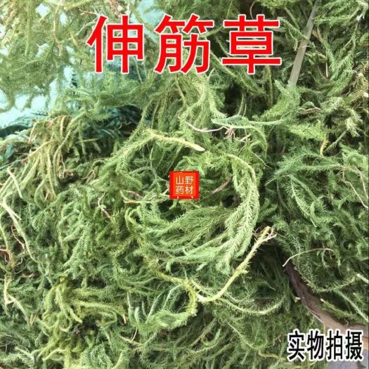 云南中药材伸筋草 筋骨草 舒筋草石松狮子 500g包邮