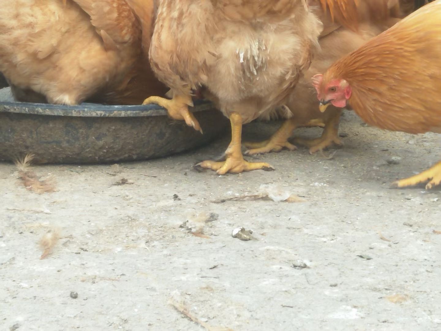 阉鸡 祝氏二号苗