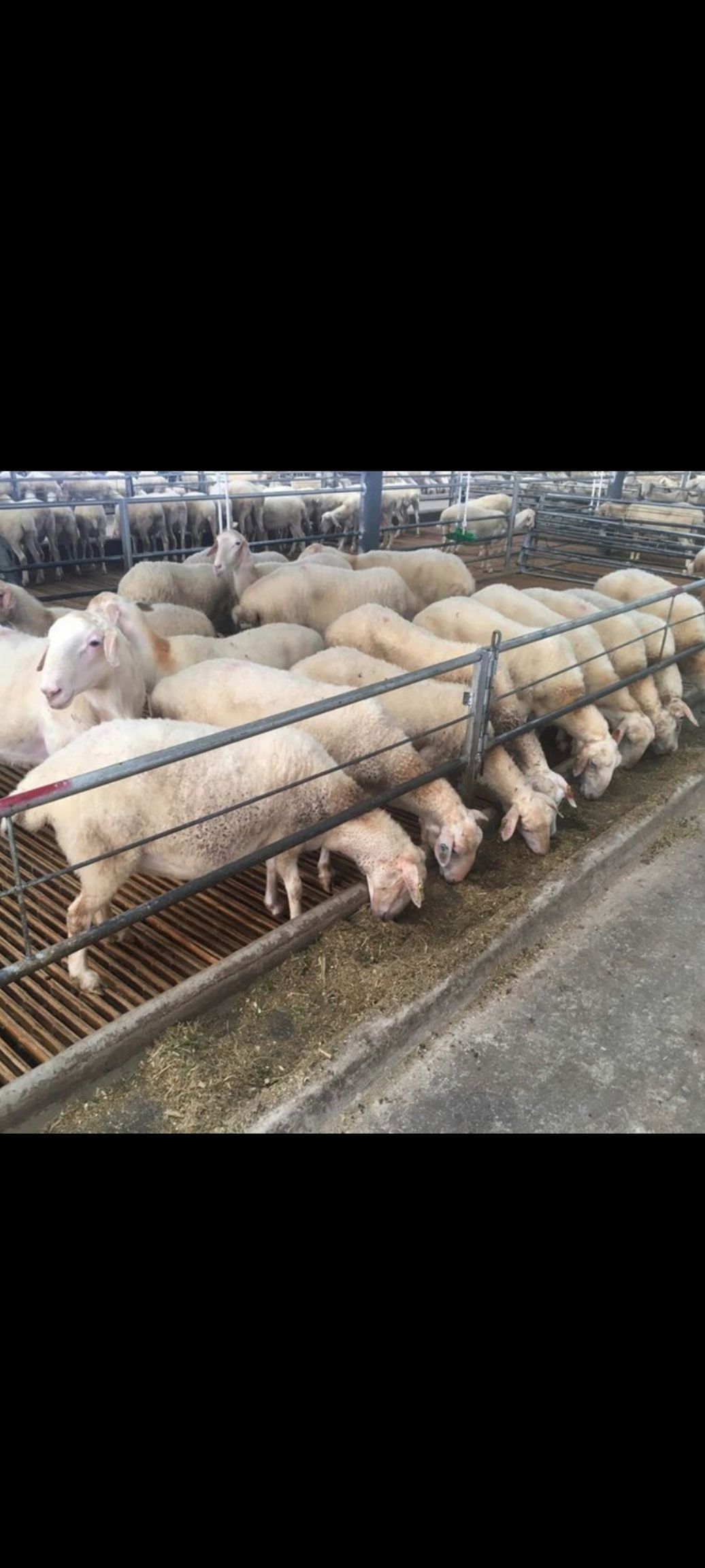 绵羊 纯种湖羊头胎怀孕母羊全国包邮可视频一对一进行选购