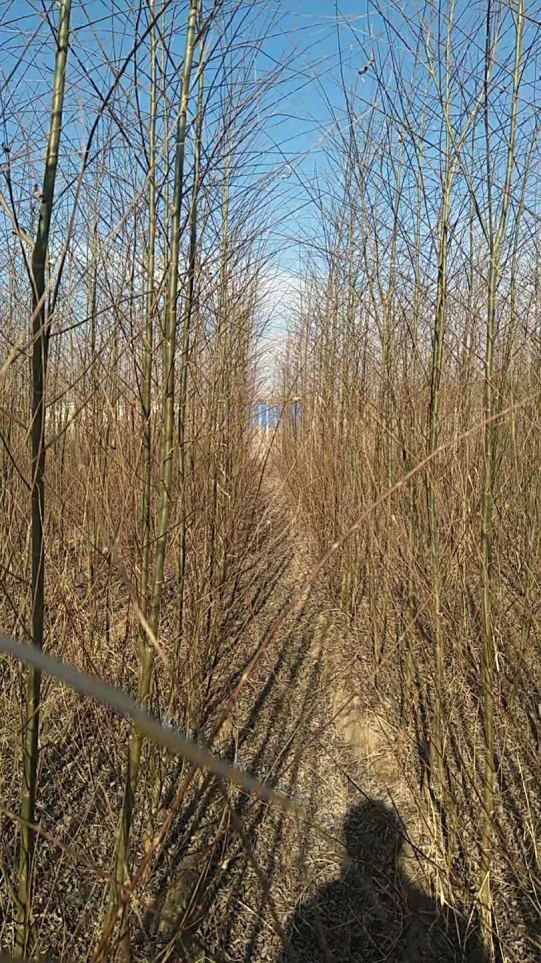  青皮垂柳当年苗1--2.5公分