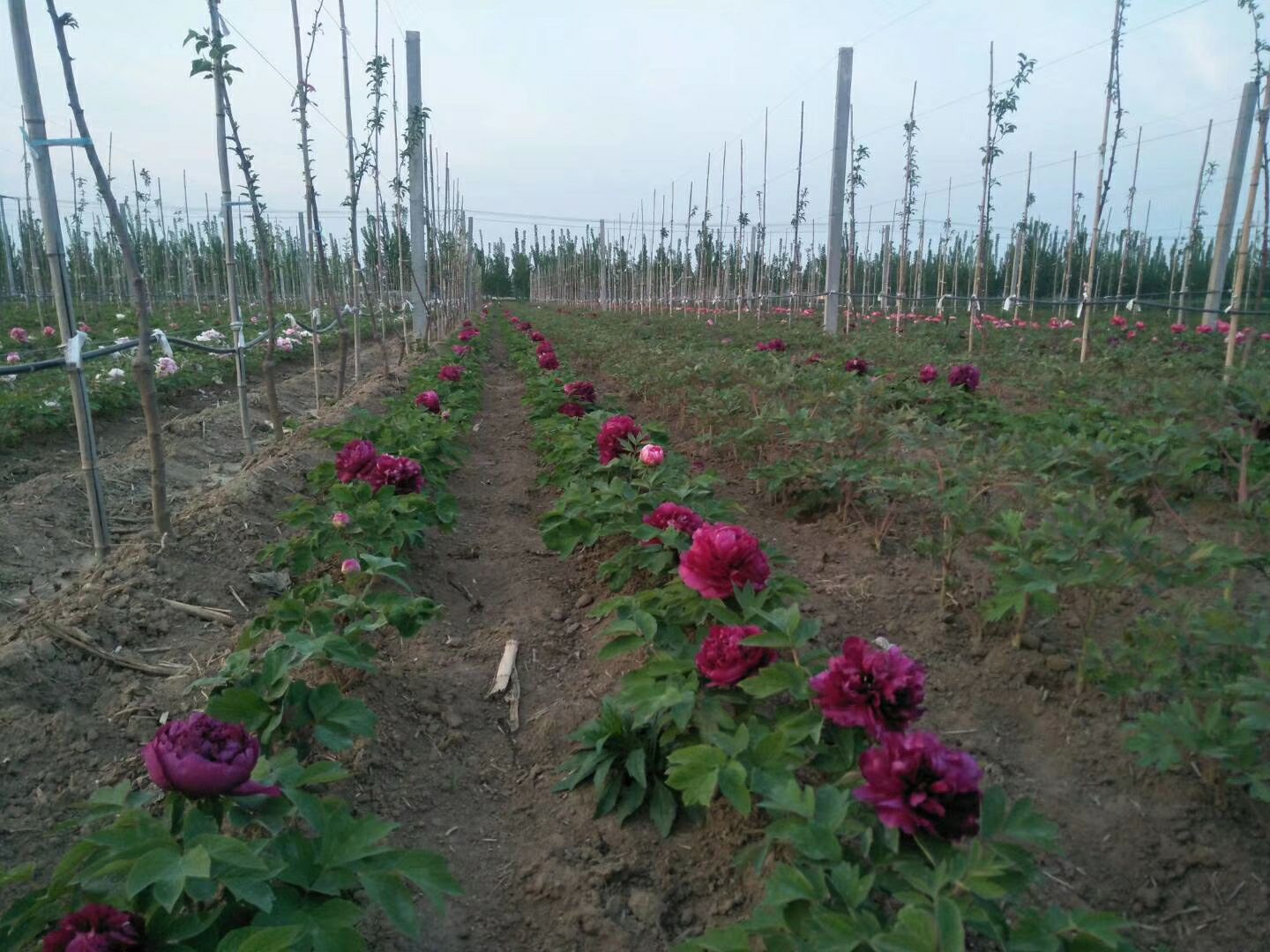 观赏牡丹  精品嫁接苗分株苗，菏泽基地直销，现要现挖，重瓣花