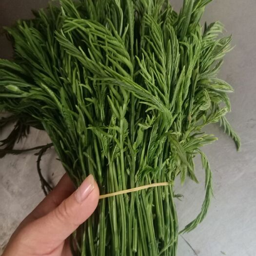 思茅云南普洱臭菜_也叫羽叶金合欢_鲜货