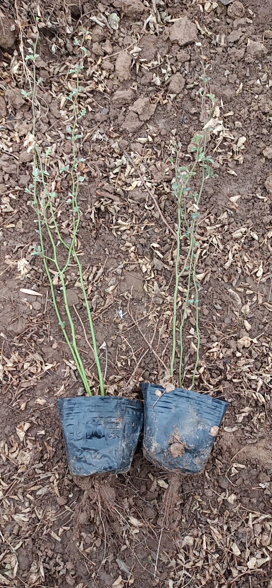 营养钵/营养杯 营养杯苗蔷薇