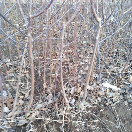 围场县 大量出售苹果树苗